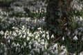 Clumps of snowdrops in woodland setting Royalty Free Stock Photo