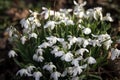 Clumps of snowdrops in woodland setting Royalty Free Stock Photo