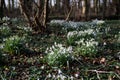 Clumps of snowdrops in woodland setting Royalty Free Stock Photo