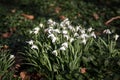 Snowdrop flowers on a woodland floor Royalty Free Stock Photo