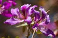 Blooming Hong Kong Orchid Tree Monrovia purple flowers with a faded background Royalty Free Stock Photo