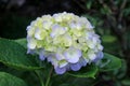 Close up of beautiful blooming Pale purple and yellow Hydrangea flower Royalty Free Stock Photo