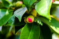 Close-up of a beautiful blooming pink Camellia japonica also known as common camellia or Japanese camellia , a flowering tree or Royalty Free Stock Photo