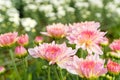close up beautiful blooming pink chrysanthemum flowers with green leaves in the garden Royalty Free Stock Photo