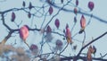 Beautiful Blooming Pink Magnolia Tree. Fabulous Spring Fairy Tale Floral Garden. Royalty Free Stock Photo