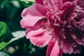 Close up of beautiful blooming pink peony flower growing outdoor background.