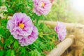 Close up of beautiful blooming pink tree peony in the garden in a sunny day Royalty Free Stock Photo