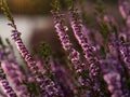 Close up of beautiful blooming purple heather flower. Royalty Free Stock Photo