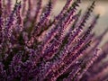 Close up of beautiful blooming purple heather flower. Royalty Free Stock Photo