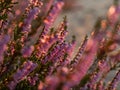 Close up of beautiful blooming purple heather flower. Royalty Free Stock Photo