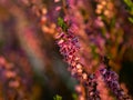 Close up of beautiful blooming purple heather flower. Royalty Free Stock Photo