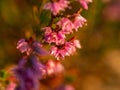 Close up of beautiful blooming purple heather flower. Selective focus. Royalty Free Stock Photo