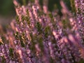 Close up of beautiful blooming purple heather flower. Royalty Free Stock Photo