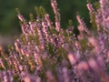 Close up of beautiful blooming purple heather flower. Royalty Free Stock Photo