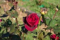 Close up of beautiful blooming red rose in the garden. Nature floral background Royalty Free Stock Photo