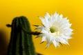 Close-up of beautiful blooming white flower of green cactus on background of yellow color. Royalty Free Stock Photo