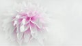Close up of beautiful blooming white pink dahlia isolated on white background Royalty Free Stock Photo