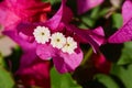 Close up of beautiful blossom of magenta bougainvillea. Royalty Free Stock Photo