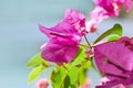 Close up of beautiful blossom of magenta bougainvillea. Royalty Free Stock Photo