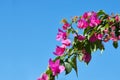 Close up of beautiful blossom of magenta bougainvillea. Royalty Free Stock Photo