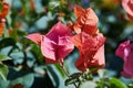 Close up of beautiful blossom of red bougainvillea. Royalty Free Stock Photo