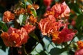 Close up of beautiful blossom of red bougainvillea. Royalty Free Stock Photo