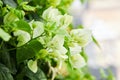 Close up of beautiful blossom of white bougainvillea. Royalty Free Stock Photo