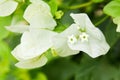 Close up of beautiful blossom of white bougainvillea. Royalty Free Stock Photo