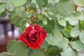 Beautiful blossomed red rose closeup