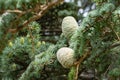 Close-up of beautiful blue female cones on branches of Blue Atlas Cedar tree. Cedrus Atlantica Glauca