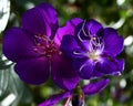 Close up of a beautiful Blue flower with white pollens