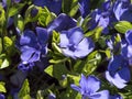 Close up beautiful blue flowers of vinca minor on background of green leaves in sunlight. Small periwinkle carpet on Royalty Free Stock Photo