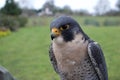 Beautiful blue-grey peregrine falcon falco peregrinus in the rain