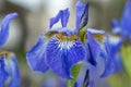 Close up of a beautiful blue Iris flower Royalty Free Stock Photo