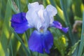 Close up for beautiful blue iris flower Royalty Free Stock Photo