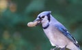 Blue Jay the peanut stealer