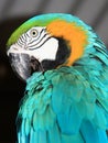 Blue Macaw close up view of head Royalty Free Stock Photo