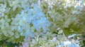 Close up beautiful blue white hydrangea on the bush photo. The flowering hortensia photography.