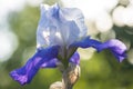 Close up for beautiful blue and white iris flower Royalty Free Stock Photo