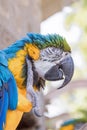 Close up of a macaw Royalty Free Stock Photo