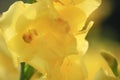 Close up beautiful blurry yellow flower on nature background in garden,Focus Single flower