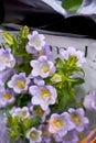 Close-up of a beautiful bouquet of bellflower flowers