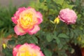 Close up of beautiful bouquet of pink roses in the garden with blurred background Royalty Free Stock Photo