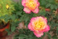 Close up of beautiful bouquet of pink roses in the garden with blurred background Royalty Free Stock Photo