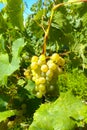 Close-up of a beautiful branch of grapes in the sun.