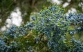 Close-up of beautiful branch of Juniperus virginiana tree or Pencil Cedar with lot ripe blue berries.