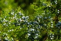 Close-up of beautiful branch of Juniperus virginiana tree or Pencil Cedar with lot ripe blue berries. Selective focus of blue frui