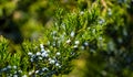 Close-up of beautiful branch of Juniperus virginiana tree or Pencil Cedar with lot ripe blue berries. Selective focus of fruit.