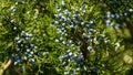 Close-up of beautiful branch of Juniperus virginiana tree or Pencil Cedar with lot ripe blue berries. Selective focus of blue frui