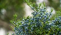 Close-up of beautiful branch of Juniperus virginiana tree or Pencil Cedar with lot ripe blue berries. Selective focus of blue frui Royalty Free Stock Photo